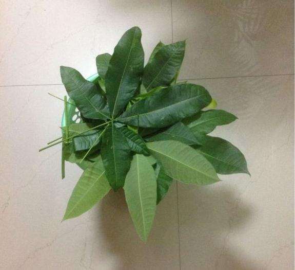 看我怎么修剪发财树的方法