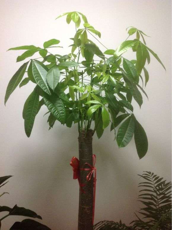 看我怎么修剪发财树的方法