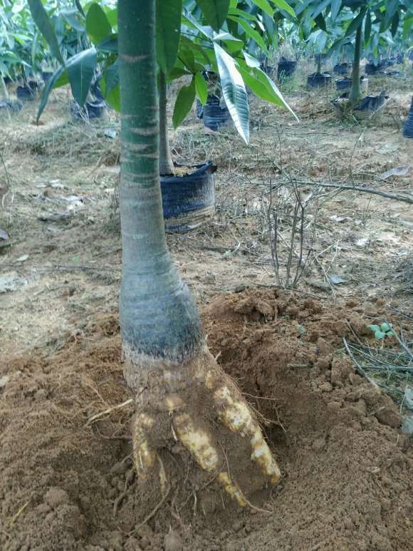 发财树下山桩提根是什么意思