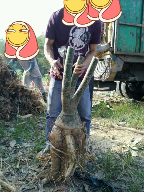 发财树下山桩提根是什么意思