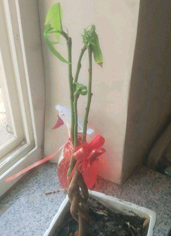 这个发财树能长高长粗的那种吗