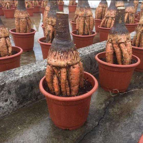 发财树下山桩的这种根是怎么培养的