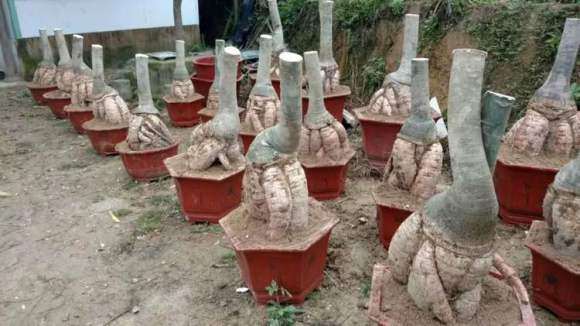 发财树下山桩的这种根是怎么培养的