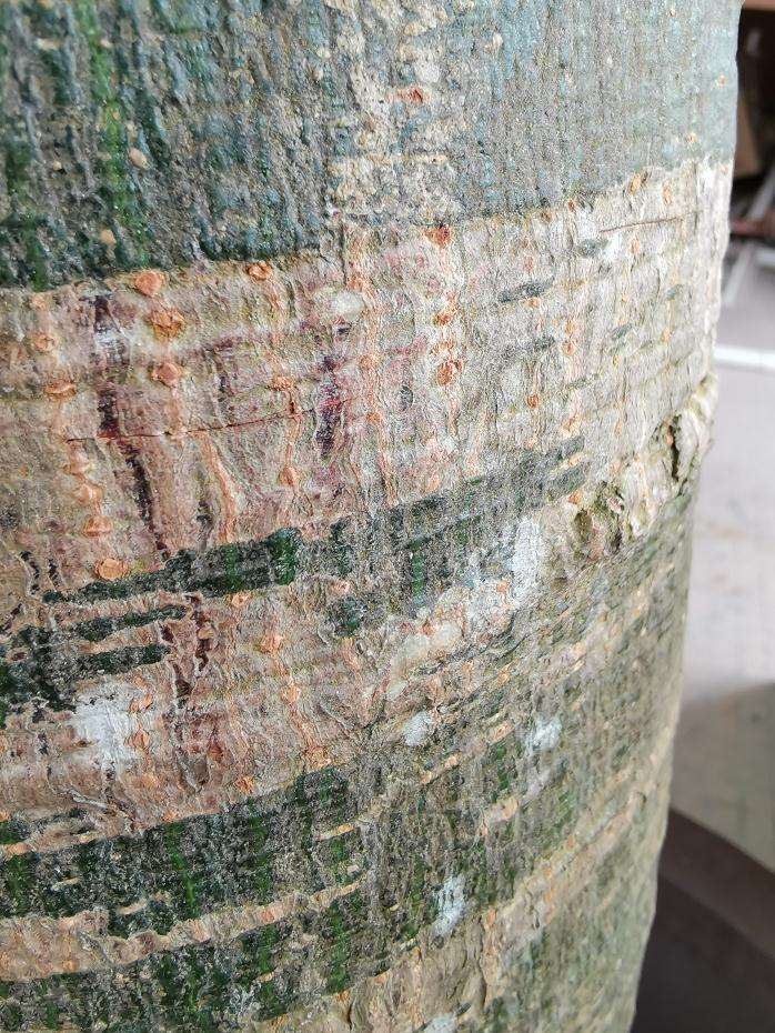 发财树独杆下山桩怎么上盆套袋的方法