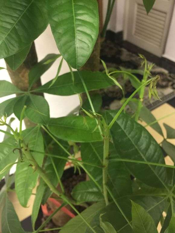 为什么发财树的新芽 还没发育 就已枯萎