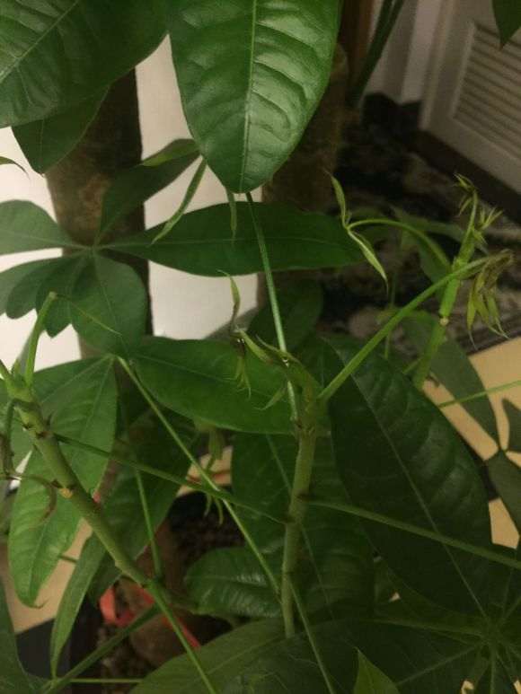 为什么发财树的新芽 还没发育 就已枯萎