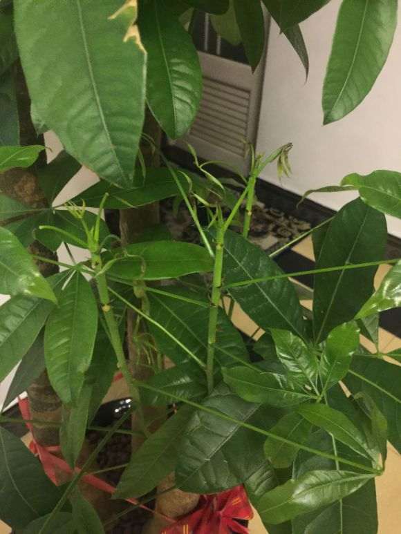 为什么发财树的新芽 还没发育 就已枯萎