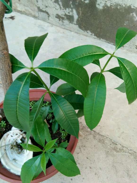 这是发财树吗 怎么区别 帮忙看看 图片