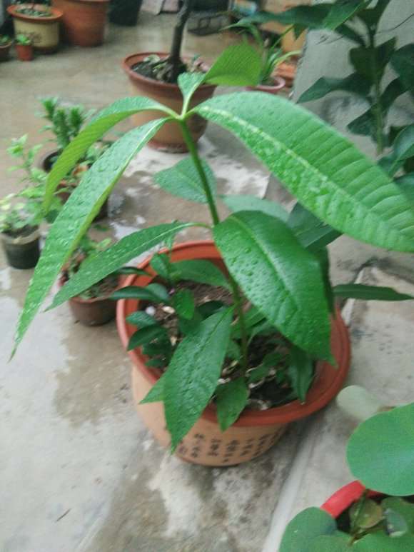 这是发财树吗 怎么区别 帮忙看看 图片