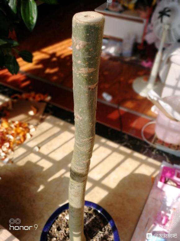 这样的发财树下山桩要什么时候