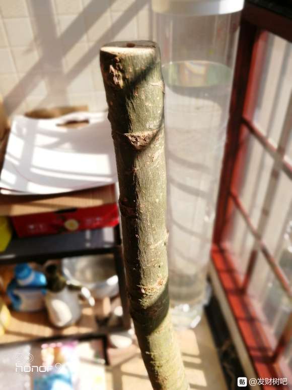 这样的发财树下山桩要什么时候