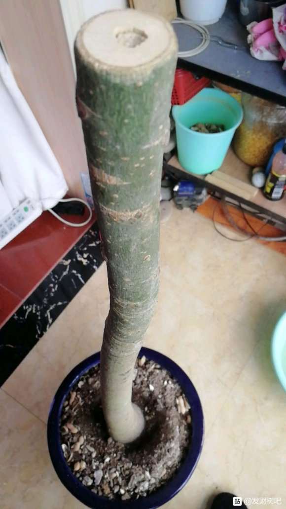 这样的发财树下山桩要什么时候