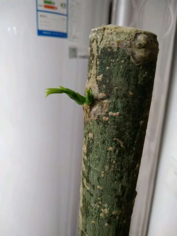 发财树下山桩的土和沙