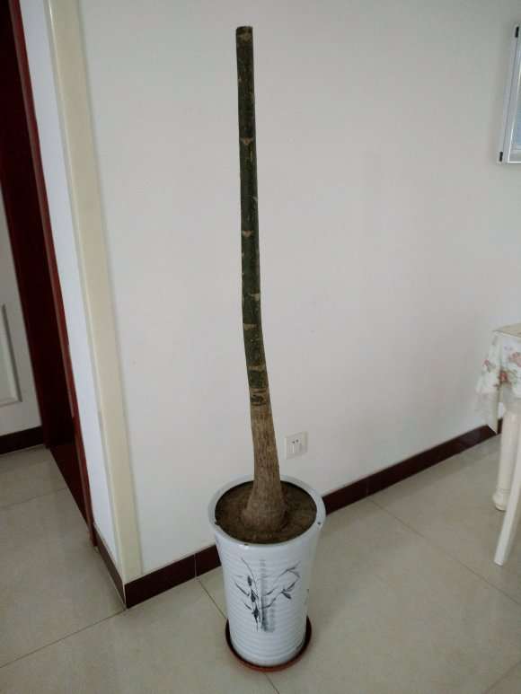 发财树下山桩的土和沙