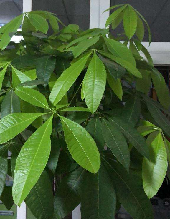 发财树疯狂的长新叶子