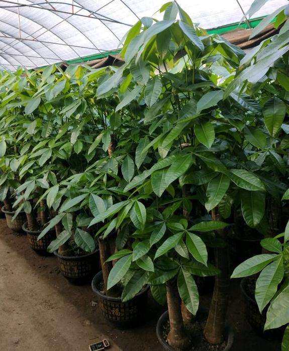 发财树疯狂的长新叶子