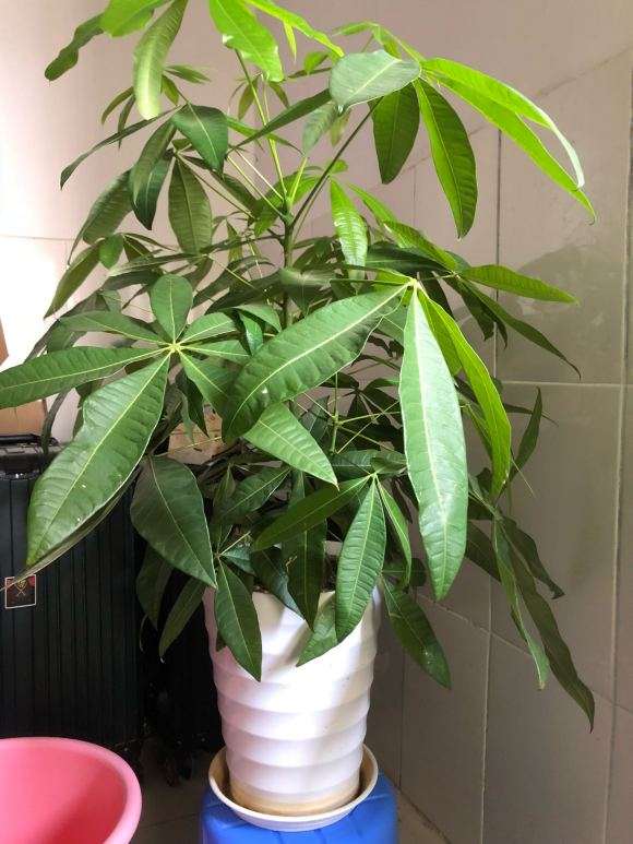 发财树怎么修剪 不想让它长太高