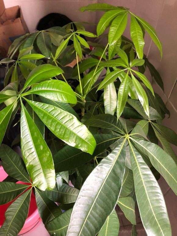 发财树怎么修剪 不想让它长太高