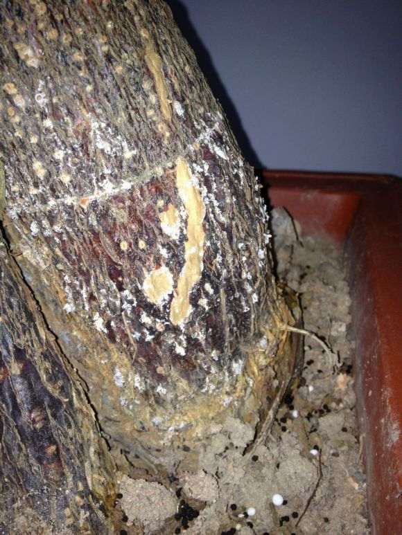 发财树掉叶 树干长白色的毛 怎么办