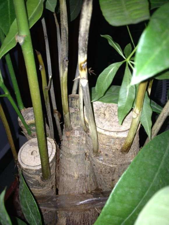 发财树掉叶 树干长白色的毛 怎么办