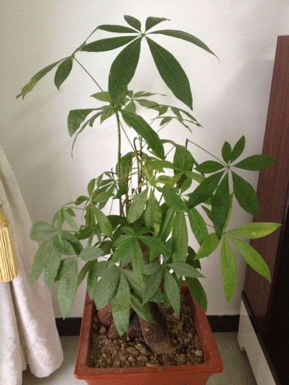 发财树掉叶 树干长白色的毛 怎么办