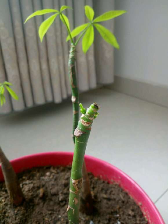 发财树怎么才能让它长侧芽的方法