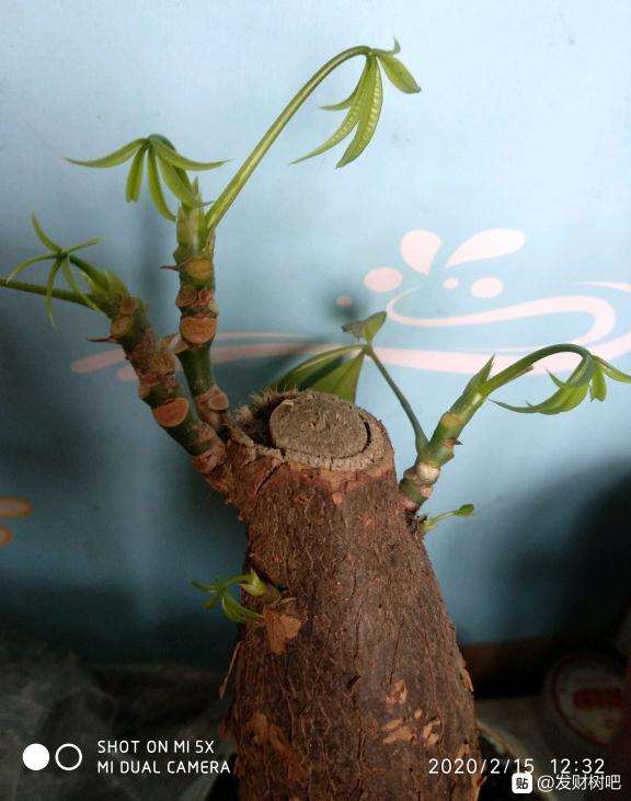 晒晒我的发财树 刚发新叶的小芽