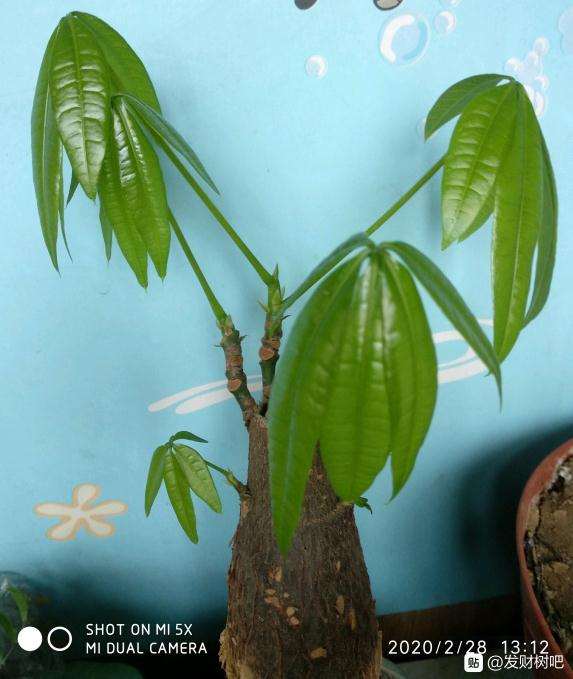晒晒我的发财树 刚发新叶的小芽