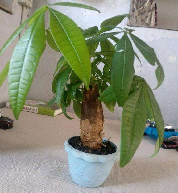 晒晒我的发财树 刚发新叶的小芽