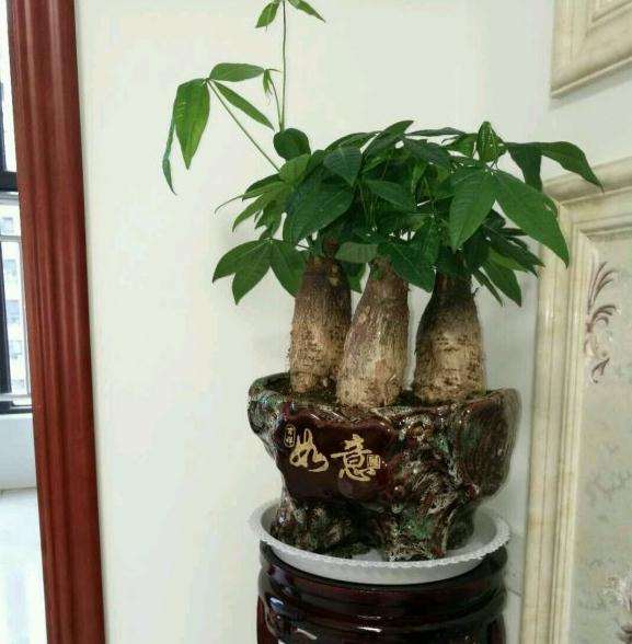 这是真的发财树吗 有人说是嫁接的