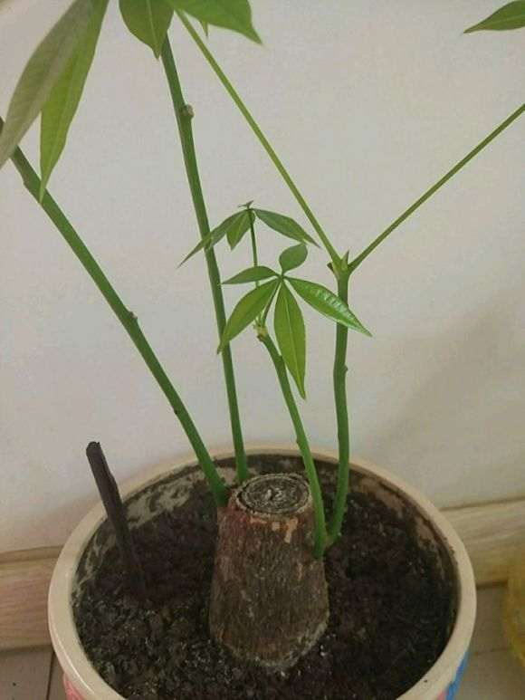 发财树1个月 为什么只长叶