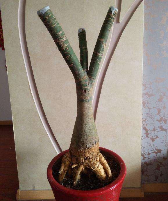 提根发财树怎么上盆的记录贴