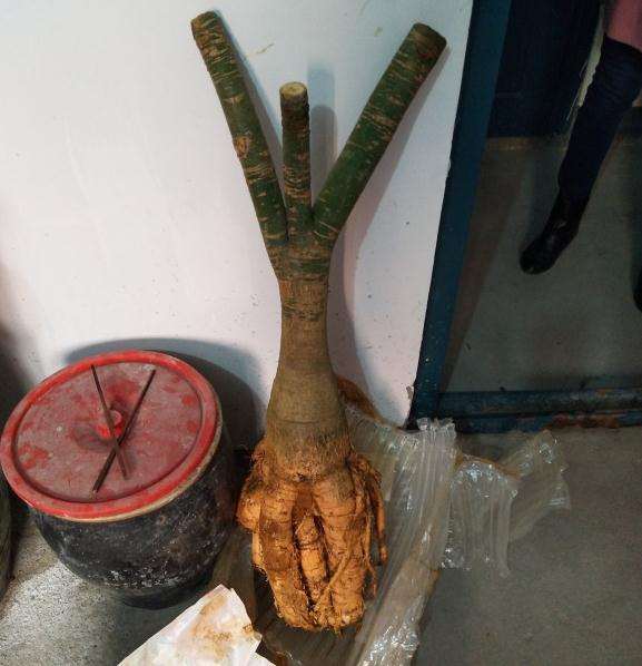 提根发财树怎么上盆的记录贴