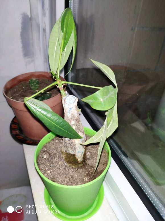 家里发财树的叶子怎么张不开呀