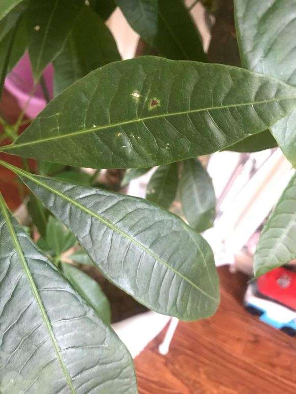 发财树招虫子了