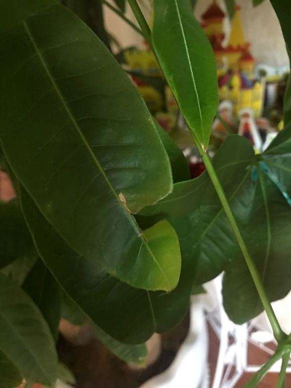 发财树招虫子了