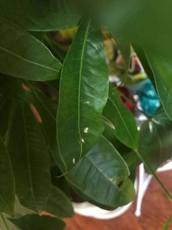 发财树招虫子了