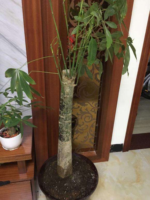 发财树捡回来自己种了