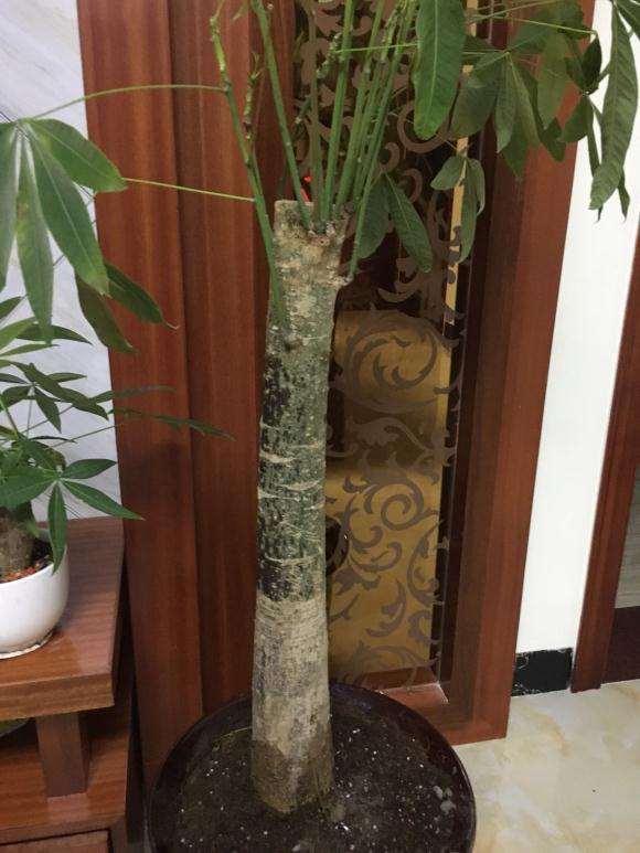 发财树捡回来自己种了