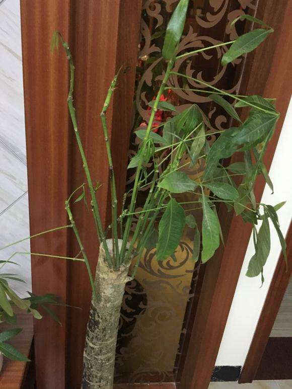 发财树捡回来自己种了