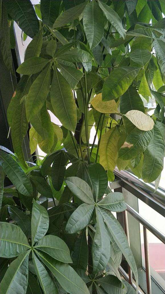 发财树 这是怎么了 还有救没有