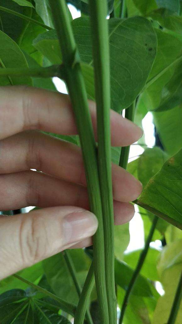 发财树 这是怎么了 还有救没有