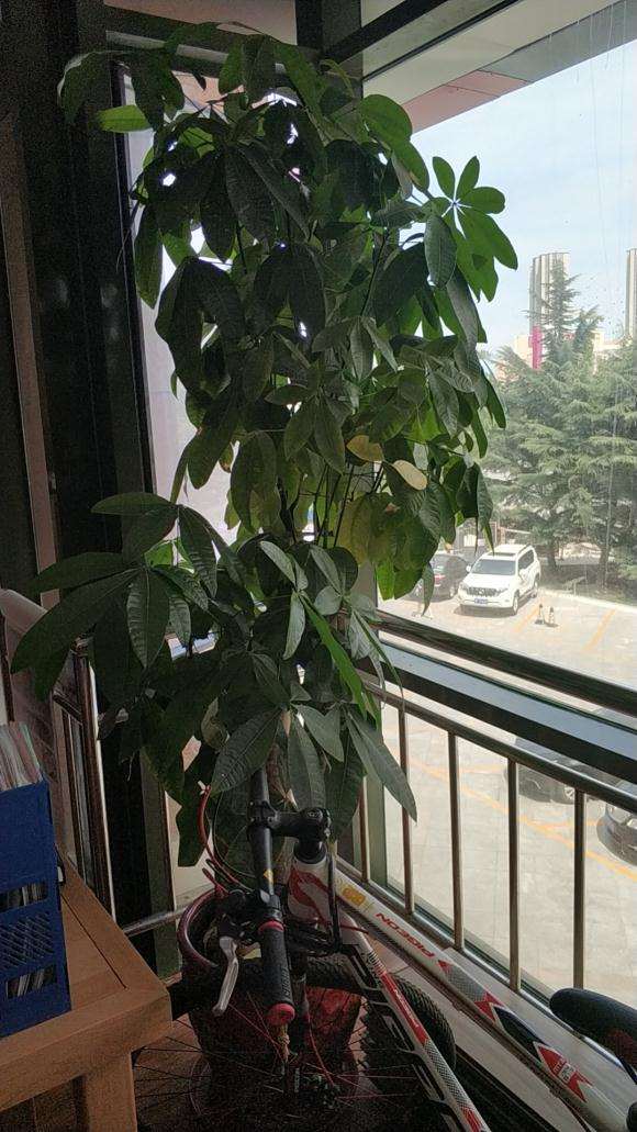 发财树 这是怎么了 还有救没有