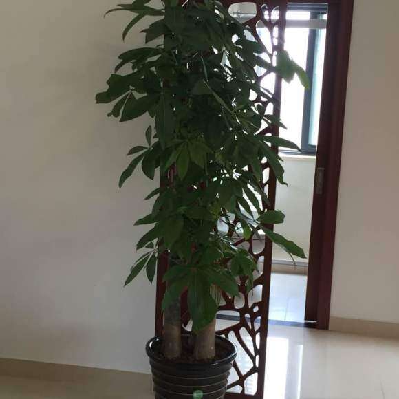 高180厘米的步步高发财树