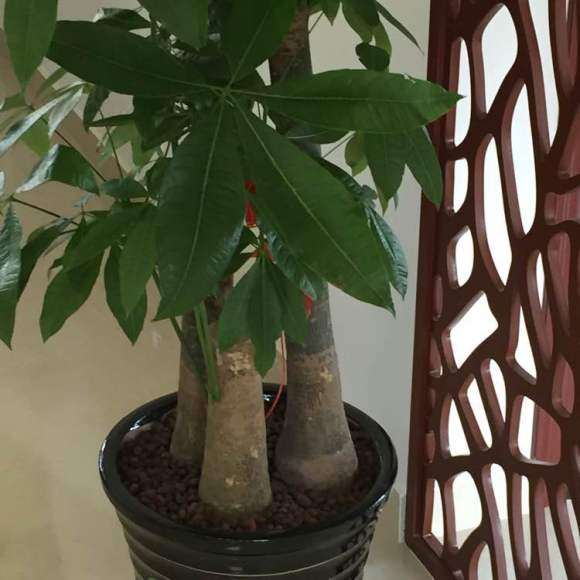 高180厘米的步步高发财树