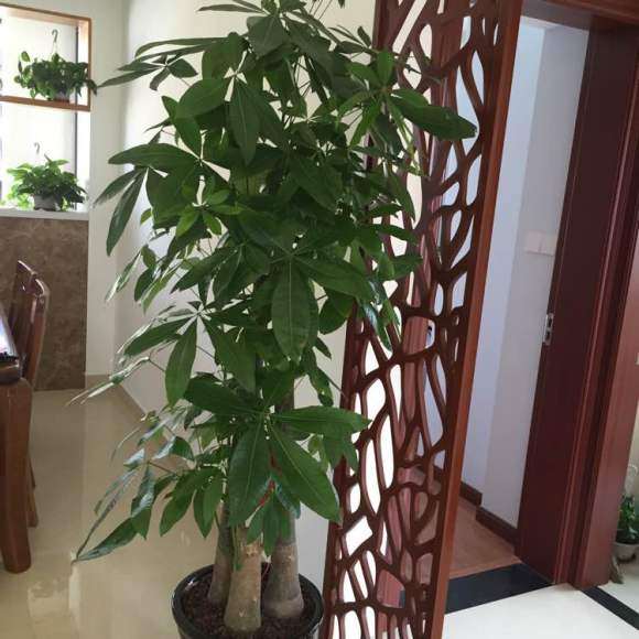 高180厘米的步步高发财树