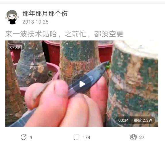发财树如何增加芽眼 怎么样 图片