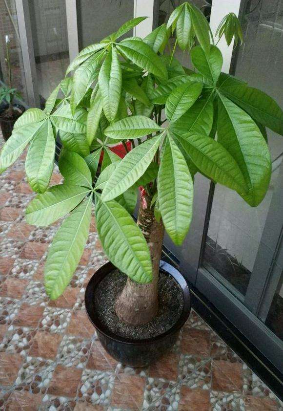 发财树如何增加芽眼 怎么样 图片