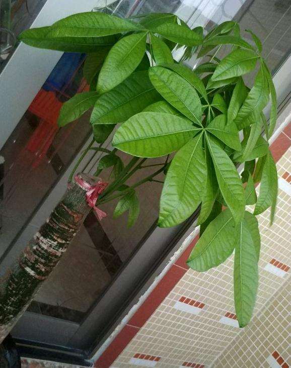 发财树如何增加芽眼 怎么样 图片