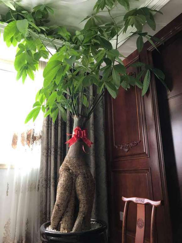 发财树长得太高了 怎么办